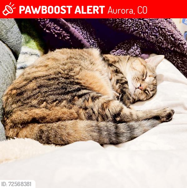 Lost Female Cat last seen Walden and e atlantic dr, Aurora, CO 80013