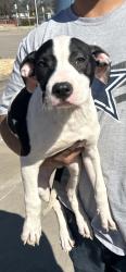 Lost Male Dog last seen Arterra apmt, Dallas, TX 75216