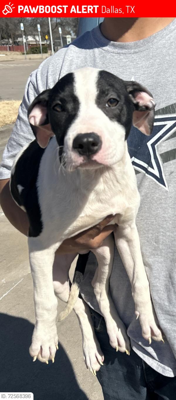 Lost Male Dog last seen Arterra apmt, Dallas, TX 75216