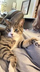 Lost Male Cat last seen Morrison Campground Rd, Floyd County, GA 30161