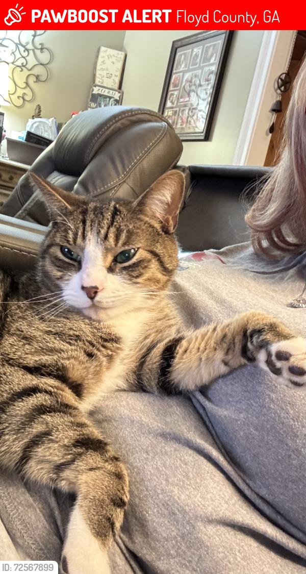 Lost Male Cat last seen Morrison Campground Rd, Floyd County, GA 30161
