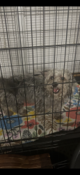 Lost Female Dog last seen SE Cristal Springs Blvd and 92nd Ave, Portland, OR 97266