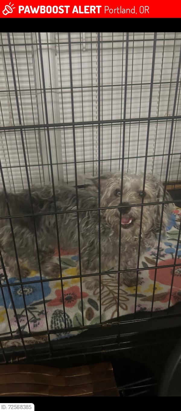 Lost Female Dog last seen SE Cristal Springs Blvd and 92nd Ave, Portland, OR 97266