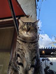Lost Female Cat last seen 8th St Long Beach, Long Beach, CA 90804