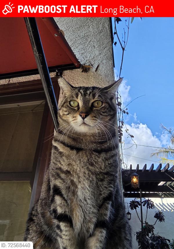 Lost Female Cat last seen 8th St Long Beach, Long Beach, CA 90804
