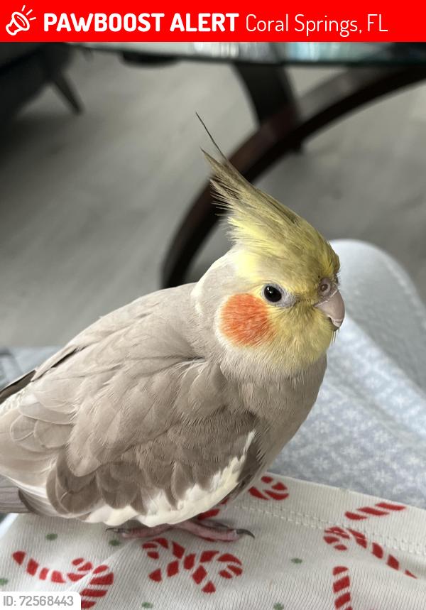 Lost Female Bird last seen Sample rd and Riverside dr, Broward county, Coral Springs FL, Coral Springs, FL 33065