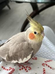 Lost Female Bird last seen Sample rd and Riverside dr, Broward county, Coral Springs FL, Coral Springs, FL 33065