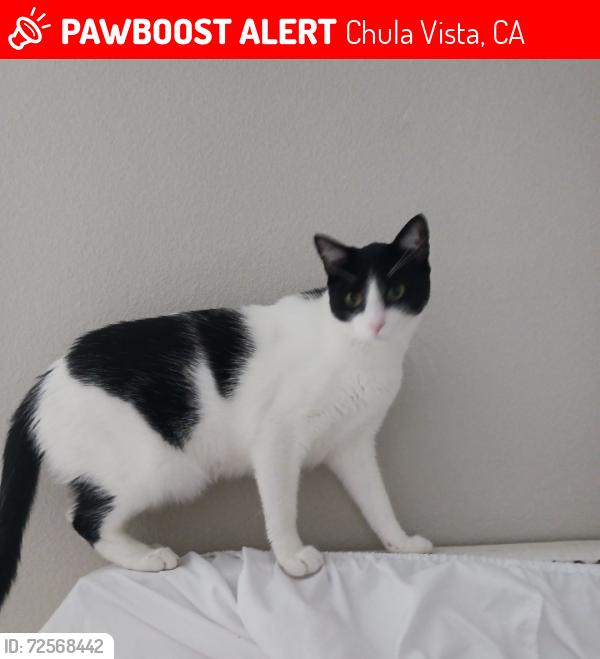 Lost Male Cat last seen Cota vera whitmore s la media/ave caprese/ whitmore loop, Chula Vista, CA 91913