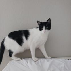 Lost Male Cat last seen Cota vera whitmore s la media/ave caprese/ whitmore loop, Chula Vista, CA 91913