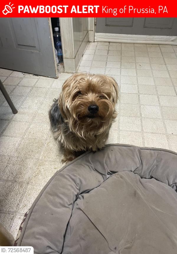Lost Male Dog last seen Across from Kingswood/ Gulph and Henderson , King of Prussia, PA 19087