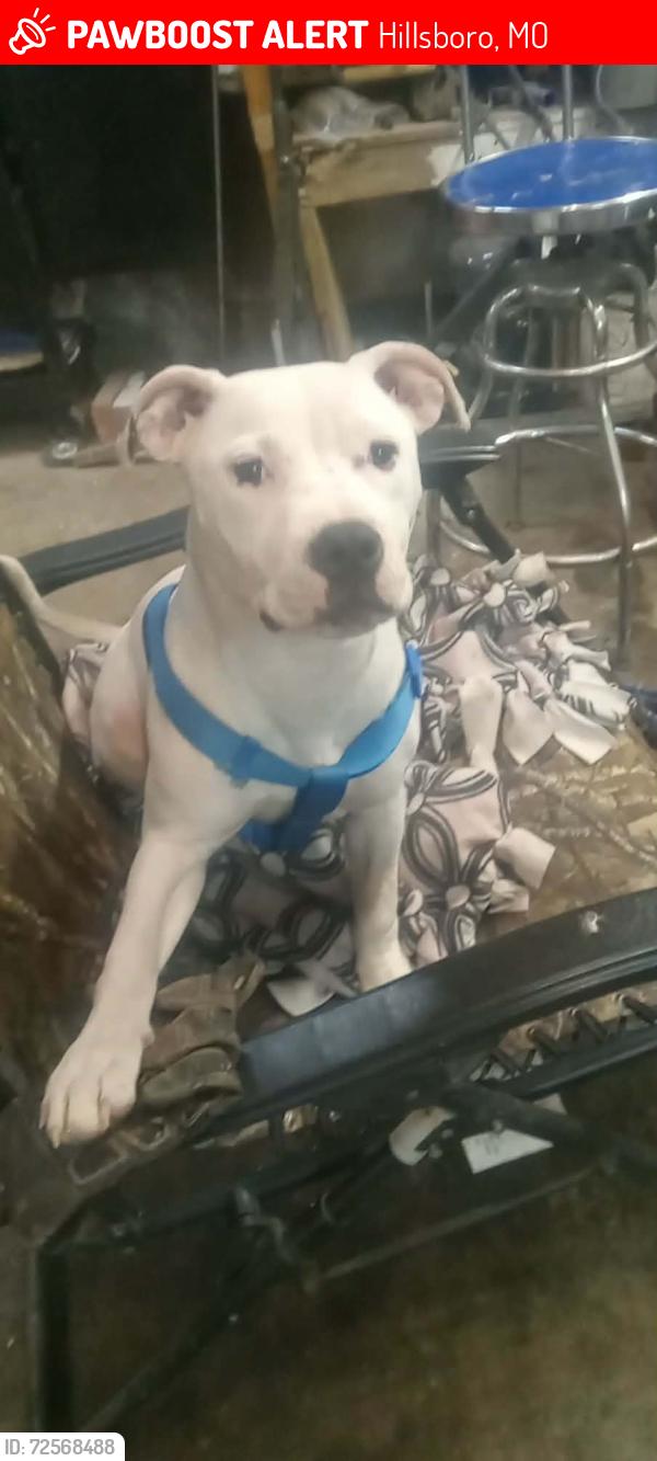 Lost Female Dog last seen Old Highway 21 & Jarvis Road , Hillsboro, MO 63050