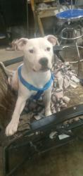 Lost Female Dog last seen Old Highway 21 & Jarvis Road , Hillsboro, MO 63050