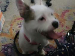Found/Stray Female Dog last seen Mackinac island , Raleigh, NC 27610