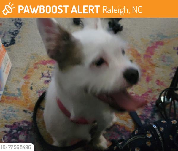 Found/Stray Female Dog last seen Mackinac island , Raleigh, NC 27610