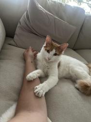 Reunited Female Cat last seen Bella Terra, Huntington Beach, CA 92647