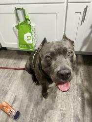 Lost Male Dog last seen Taylor, Linwood, Detroit, MI 48206