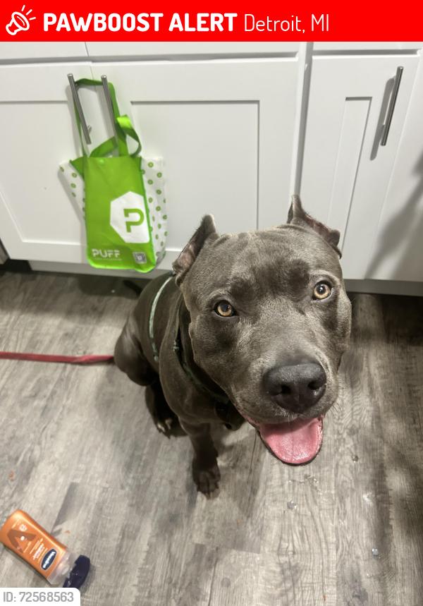 Lost Male Dog last seen Taylor, Linwood, Detroit, MI 48206