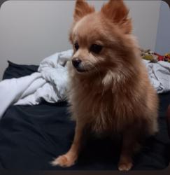 Lost Male Dog last seen MCdonough Rd, Hampton, GA 30228