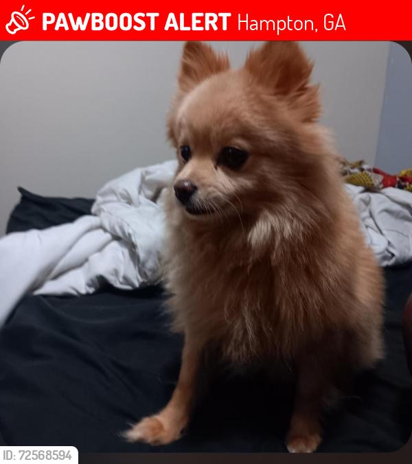 Lost Male Dog last seen MCdonough Rd, Hampton, GA 30228