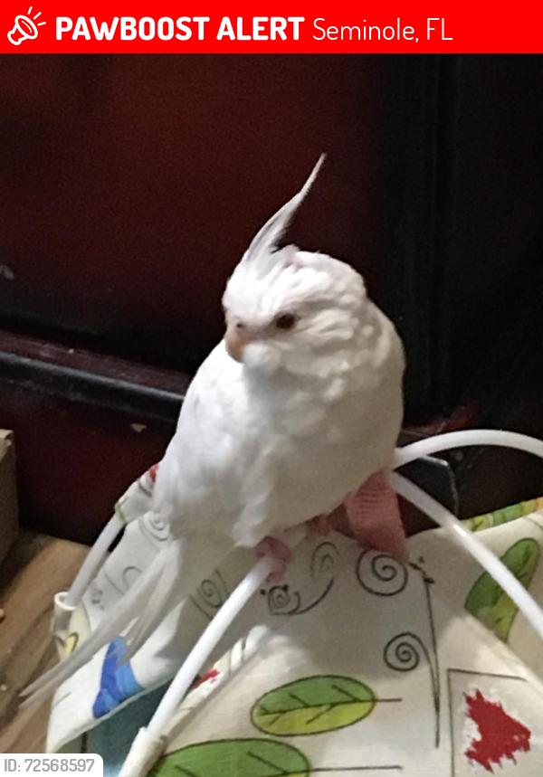Lost Female Bird last seen Denise Drive and 86th Avenue, Seminole, FL 33777