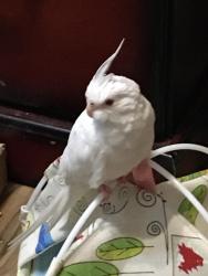 Lost Female Bird last seen Denise Drive and 86th Avenue, Seminole, FL 33777