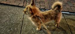 Found/Stray Male Dog last seen S. Market & 12th, Chattanooga, TN 37402