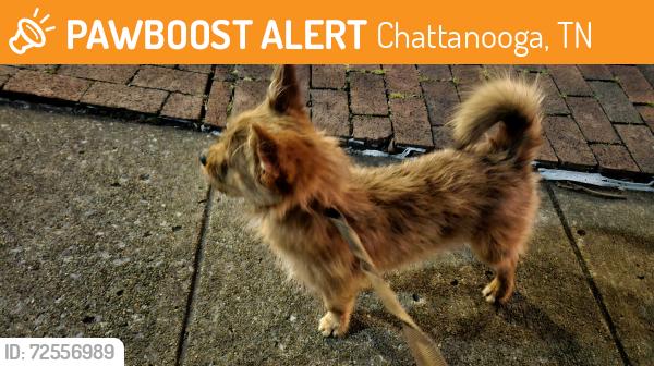 Found/Stray Male Dog last seen S. Market & 12th, Chattanooga, TN 37402