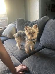 Lost Male Dog last seen San Felipe Street, San Diego, CA 92114
