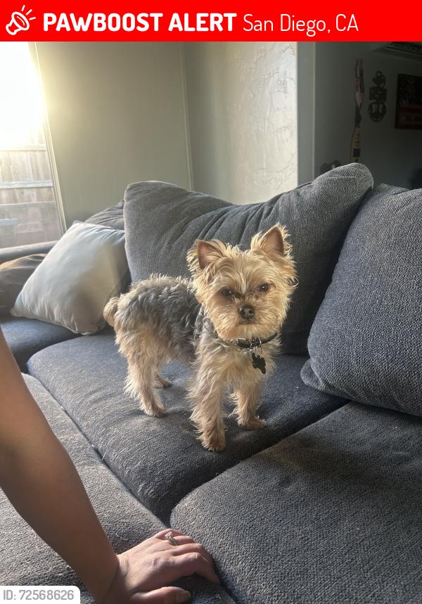 Lost Male Dog last seen San Felipe Street, San Diego, CA 92114