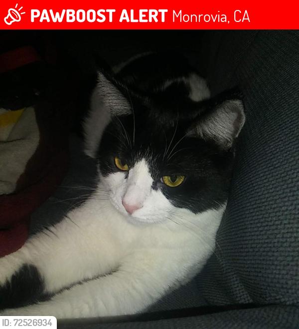 Lost Female Cat last seen First St/ B Street by Peppertree Park Tustin CA, Monrovia, CA 91016