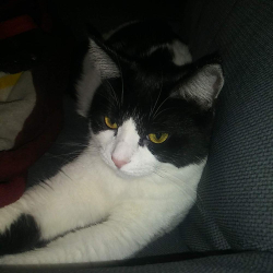 Lost Female Cat last seen First St/ B Street by Peppertree Park Tustin CA, Monrovia, CA 91016