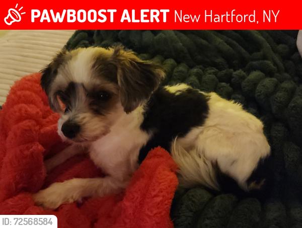 Lost Male Dog last seen Imperial Dr, Snowden Hill, Oxford Rd area, New Hartford, NY 13413