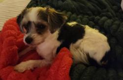 Lost Male Dog last seen Imperial Dr, Snowden Hill, Oxford Rd area, New Hartford, NY 13413