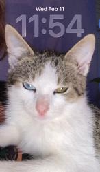 Lost Male Cat last seen Plymouth Place, DeLand, FL 32724