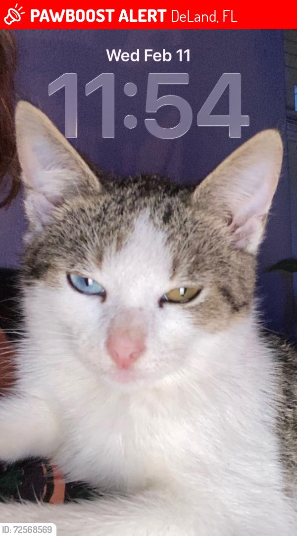 Lost Male Cat last seen Plymouth Place, DeLand, FL 32724