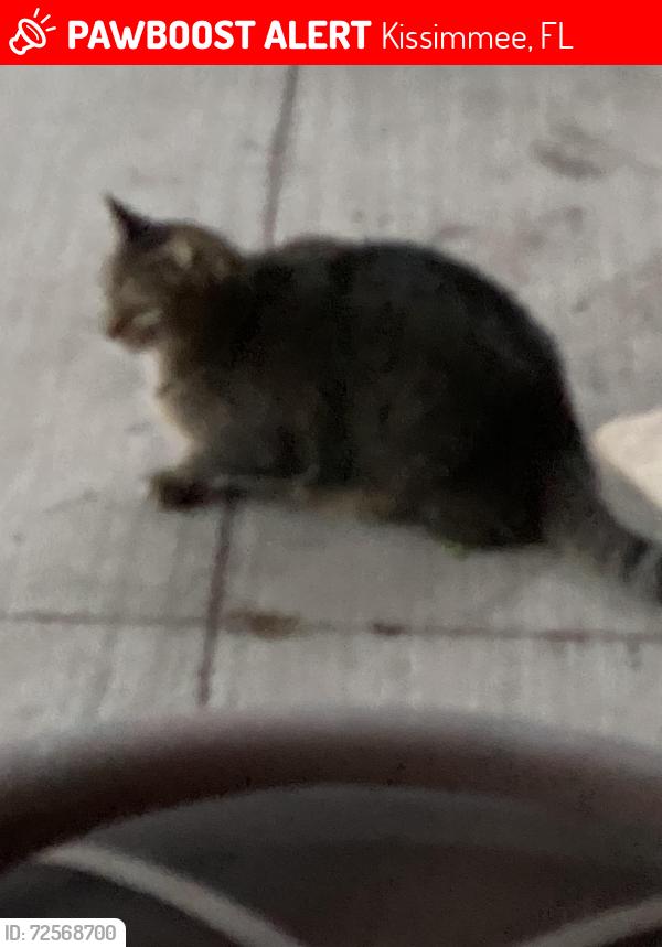 Lost Male Cat last seen Thacker and Hughey street kissimmee, Kissimmee, FL 34741