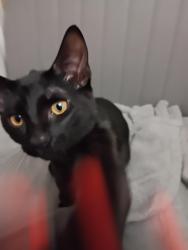 Lost Male Cat last seen Bowman park, Greenacres, FL 33463