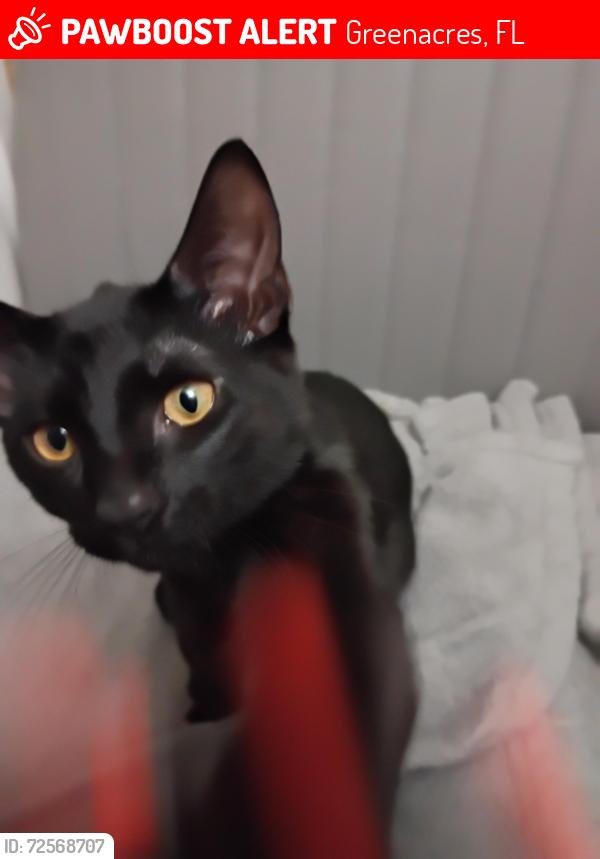 Lost Male Cat last seen Bowman park, Greenacres, FL 33463