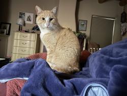 Lost Male Cat last seen Mountain Road and Old Town Road NW, Albuquerque, NM 87104