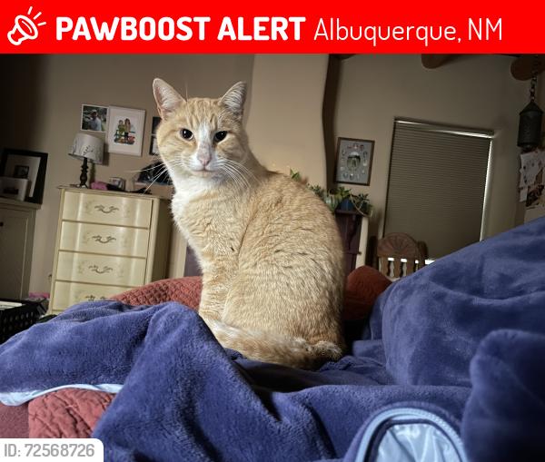 Lost Male Cat last seen Mountain Road and Old Town Road NW, Albuquerque, NM 87104