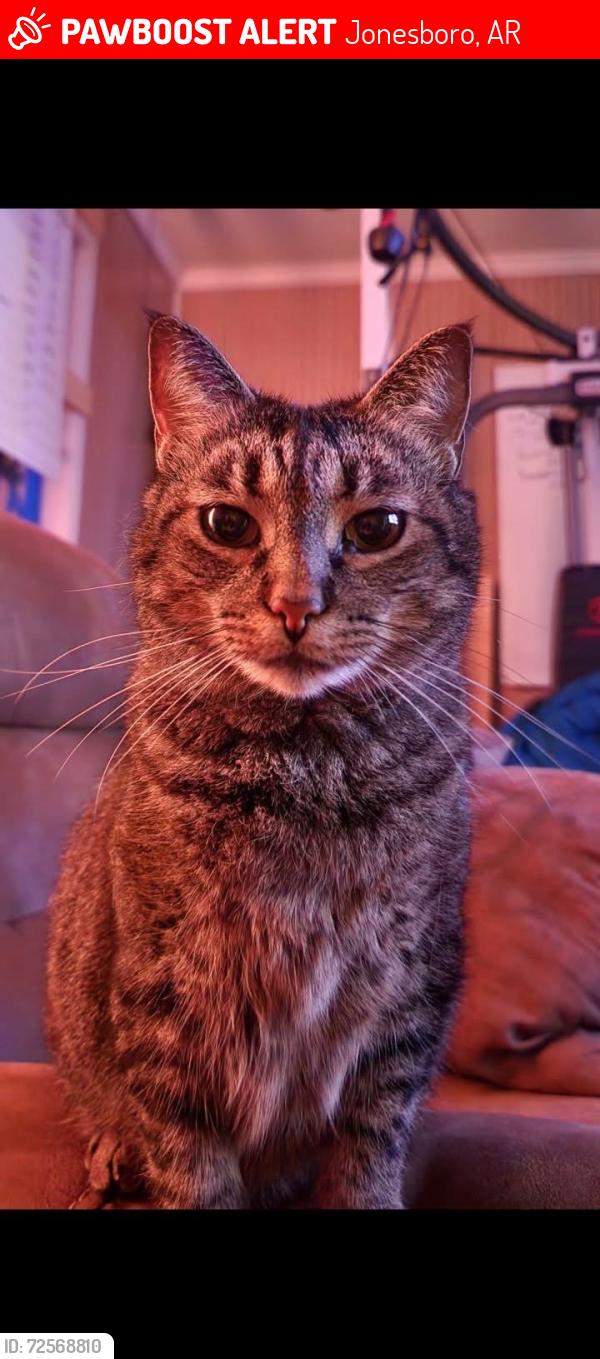 Lost Female Cat last seen Neely Rd. , Jonesboro, AR 72404