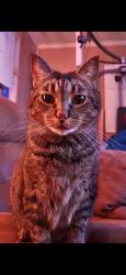 Lost Female Cat last seen Neely Rd. , Jonesboro, AR 72404