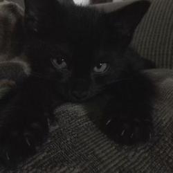 Lost Female Cat last seen Eaglecrest high school, Aurora, CO 80015