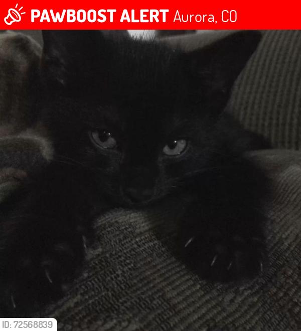 Lost Female Cat last seen Eaglecrest high school, Aurora, CO 80015
