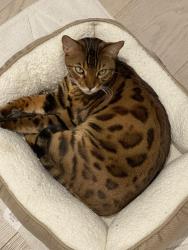 Lost Male Cat last seen Santa Monica and Sunset Boulevard close to the Beverly Hills library. , Beverly Hills, CA 90210