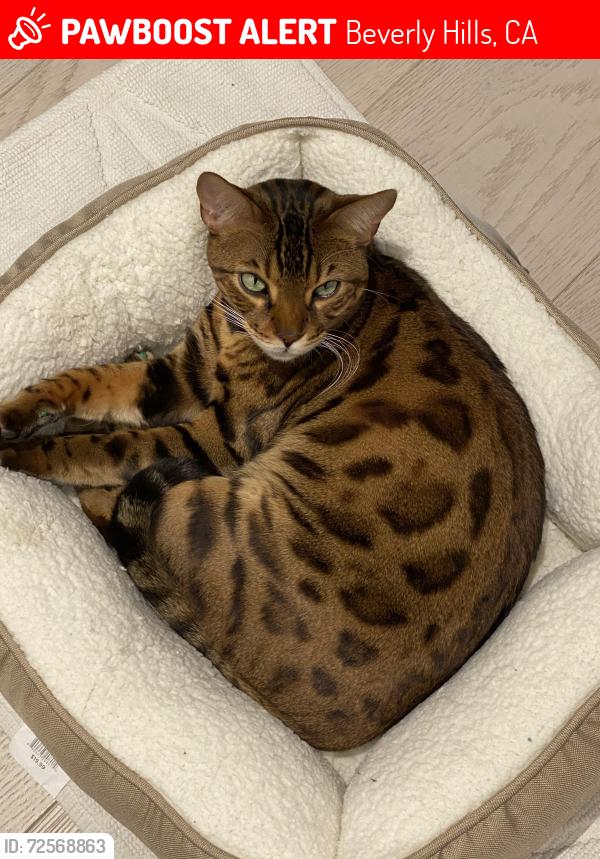 Lost Male Cat last seen Santa Monica and Sunset Boulevard close to the Beverly Hills library. , Beverly Hills, CA 90210