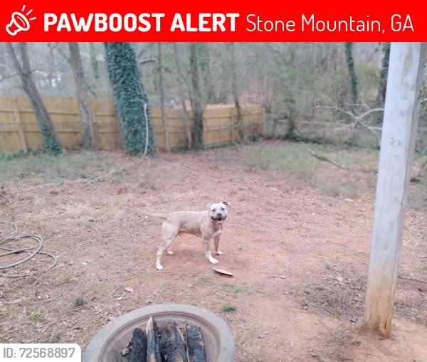 Lost Male Dog last seen Martin & Martin's Crossing near EL Miller Elementary , Stone Mountain, GA 30088