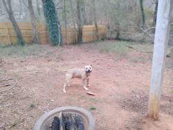 Lost Male Dog last seen Martin & Martin's Crossing near EL Miller Elementary , Stone Mountain, GA 30088