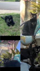 Lost Female Cat last seen Wyckford, Rocklin, CA 95765