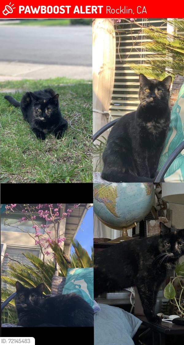 Lost Female Cat last seen Wyckford, Rocklin, CA 95765
